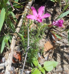 Phlox nivalis texensis