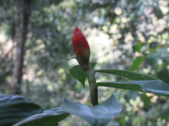 Costus pulverulentus