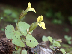 Erythranthe taylorii