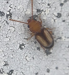 Laemophloeus terminalis