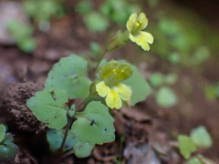 Erythranthe taylorii