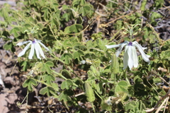 Passiflora palmeri