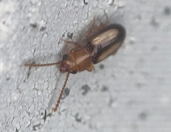 Laemophloeus terminalis