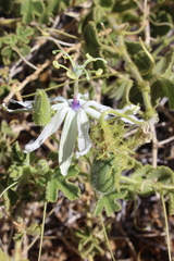 Passiflora palmeri