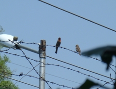 Haemorhous mexicanus