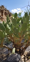 Opuntia laevis