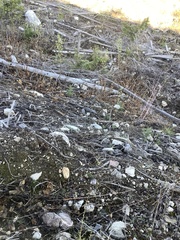 Dendragapus obscurus