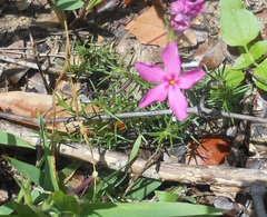 Phlox nivalis texensis