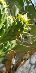 Opuntia laevis