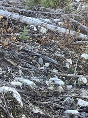 Dendragapus obscurus