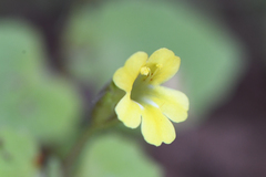 Erythranthe taylorii