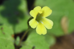 Erythranthe taylorii