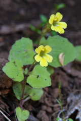 Erythranthe taylorii