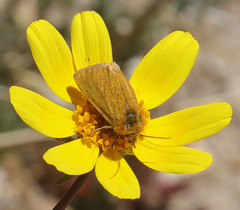 Xanthothrix ranunculi