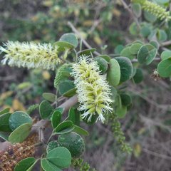 Microlobius foetidus