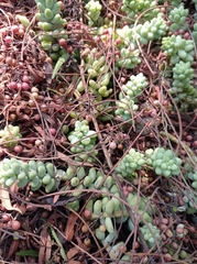 Sedum burrito