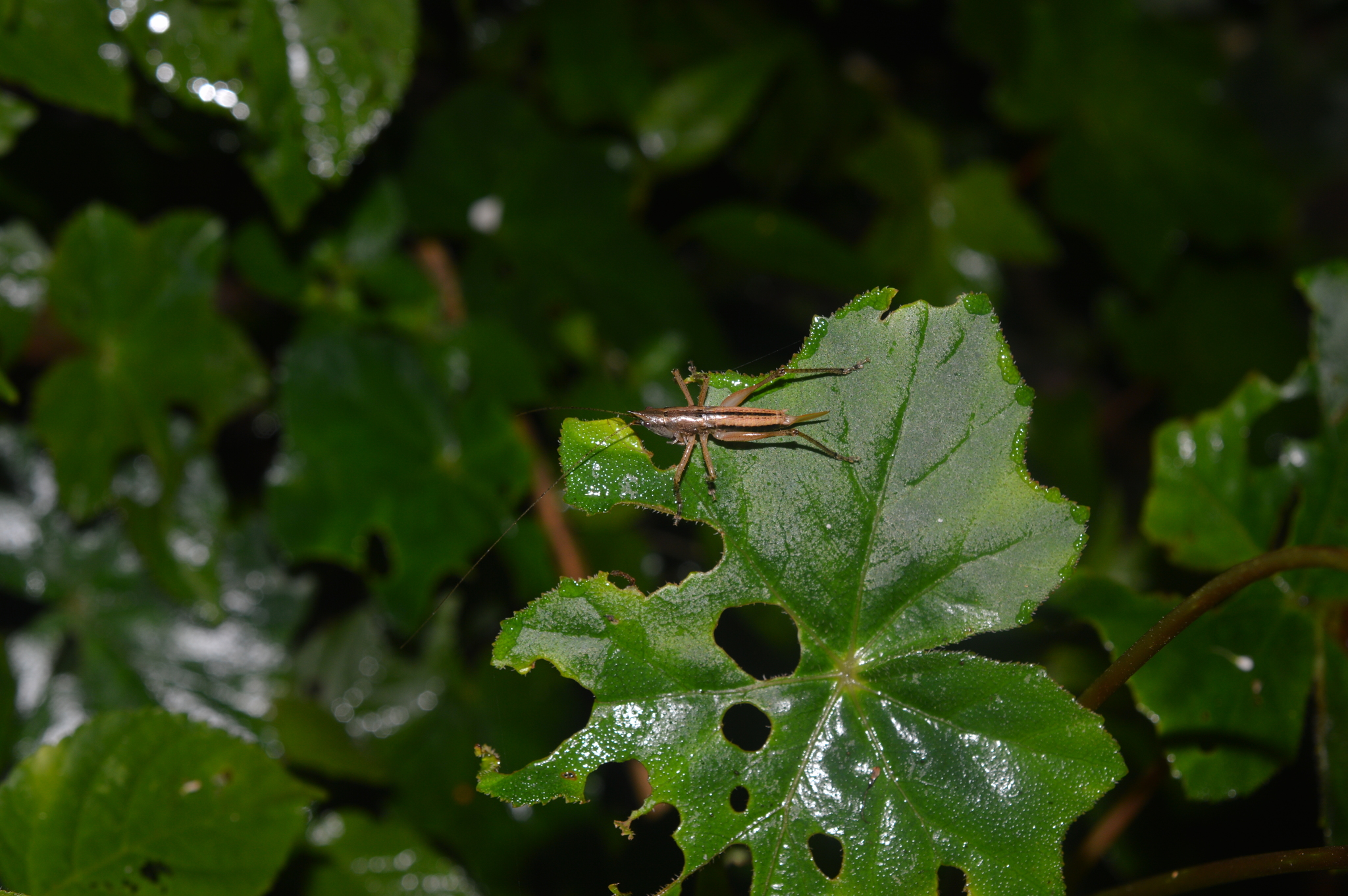 Acanthacara acuta image