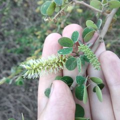 Microlobius foetidus