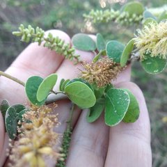 Microlobius foetidus