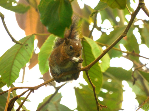 Andean Squirrel