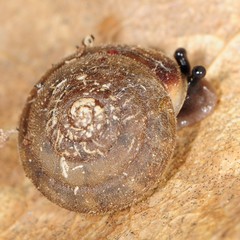 Stenotrema