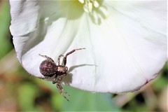Xysticus californicus