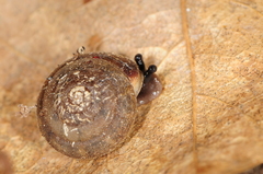 Stenotrema