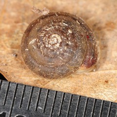Stenotrema