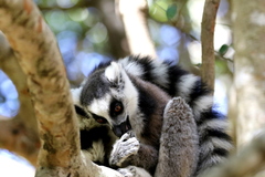 Lemur catta