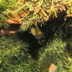 Parablennius laticlavius