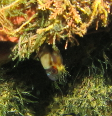 Parablennius laticlavius