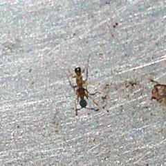 Formicidae