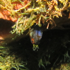 Parablennius laticlavius