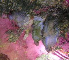 Asterocarpa coerulea