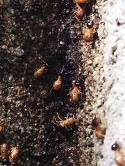 Nasutitermes