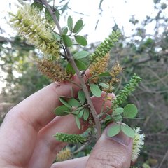 Microlobius foetidus