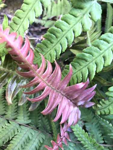 Blechnum appendiculatum