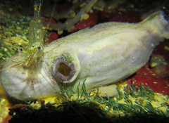 Asterocarpa coerulea