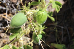 Passiflora palmeri
