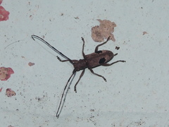 Monochamus bimaculatus