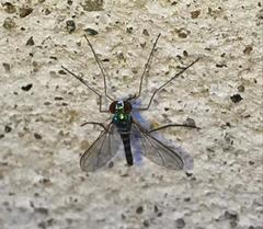 Sciapodinae