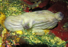 Asterocarpa coerulea