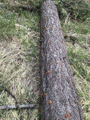Dendroctonus pseudotsugae