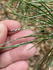 Chionaspis pinifoliae