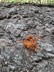 Dendroctonus pseudotsugae