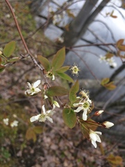 Amelanchier × neglecta