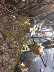 Amelanchier × neglecta