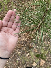 Chionaspis pinifoliae