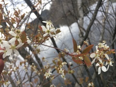 Amelanchier × neglecta