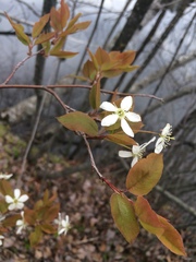 Amelanchier × neglecta